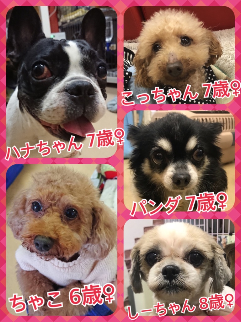 今日から三連休🎶皆さまのご来店が保護活動になります😃里親希望者様もお待ちしています💓
